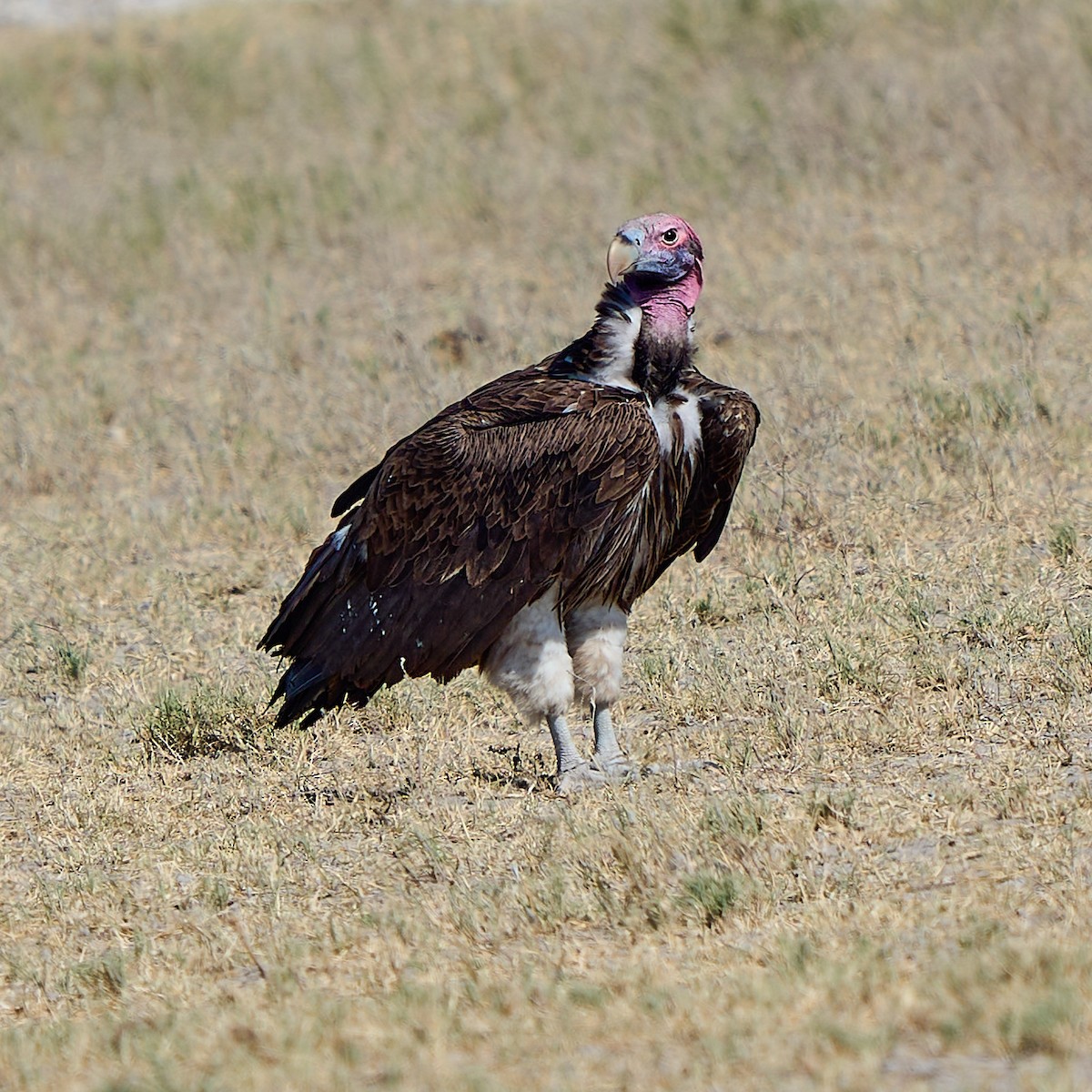 Lappet-faced Vulture - ML616803390