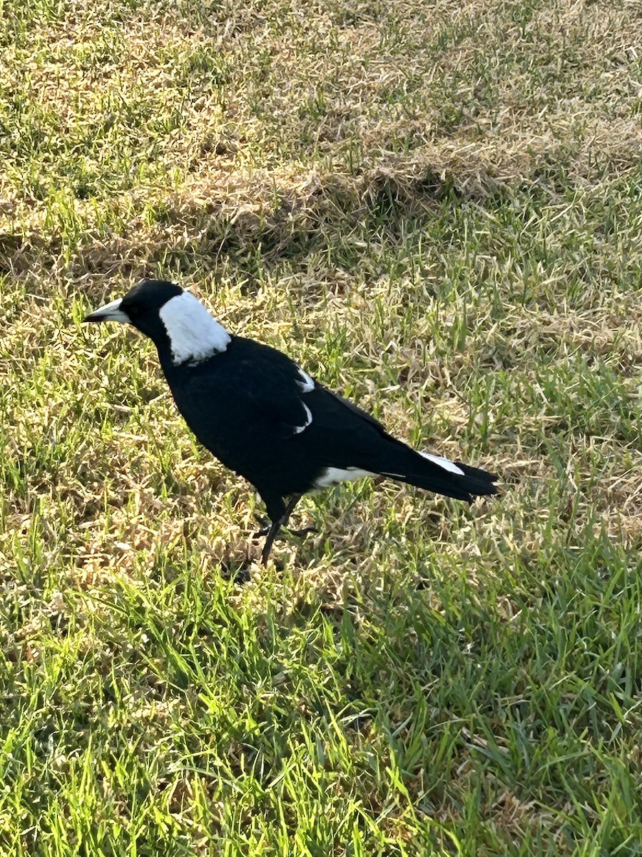 Australian Magpie (Black-backed) - ML616803394