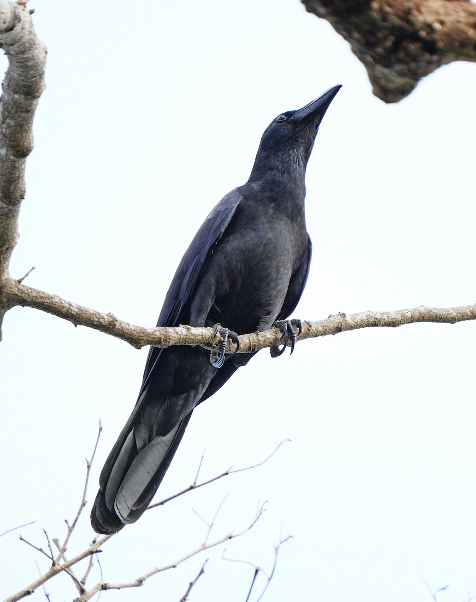 Large-billed Crow - ML616803558