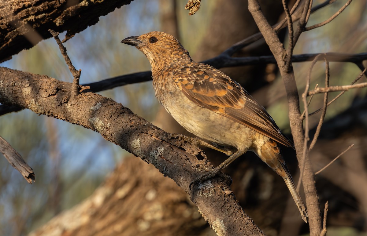 Spotted Bowerbird - shorty w