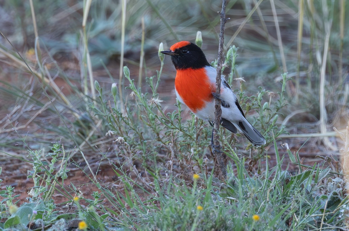 Red-capped Robin - ML616803576