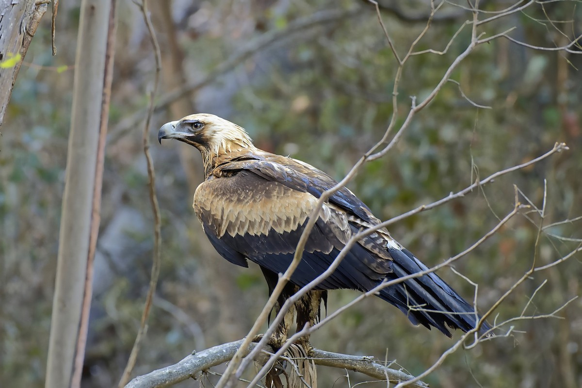 Wedge-tailed Eagle - John Watson
