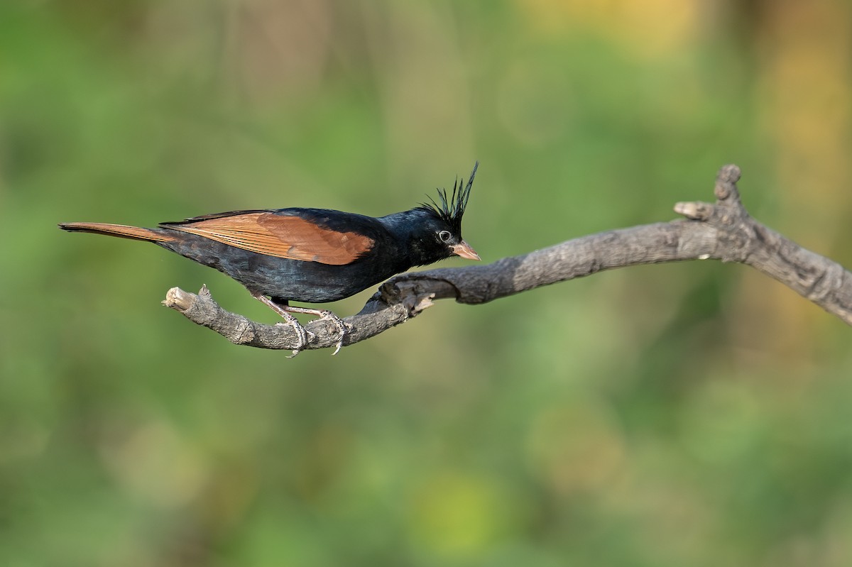 Crested Bunting - ML616803911
