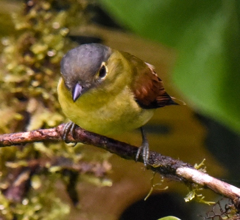 Yellow-throated Chlorospingus (Yellow-throated) - Barbara Maytom