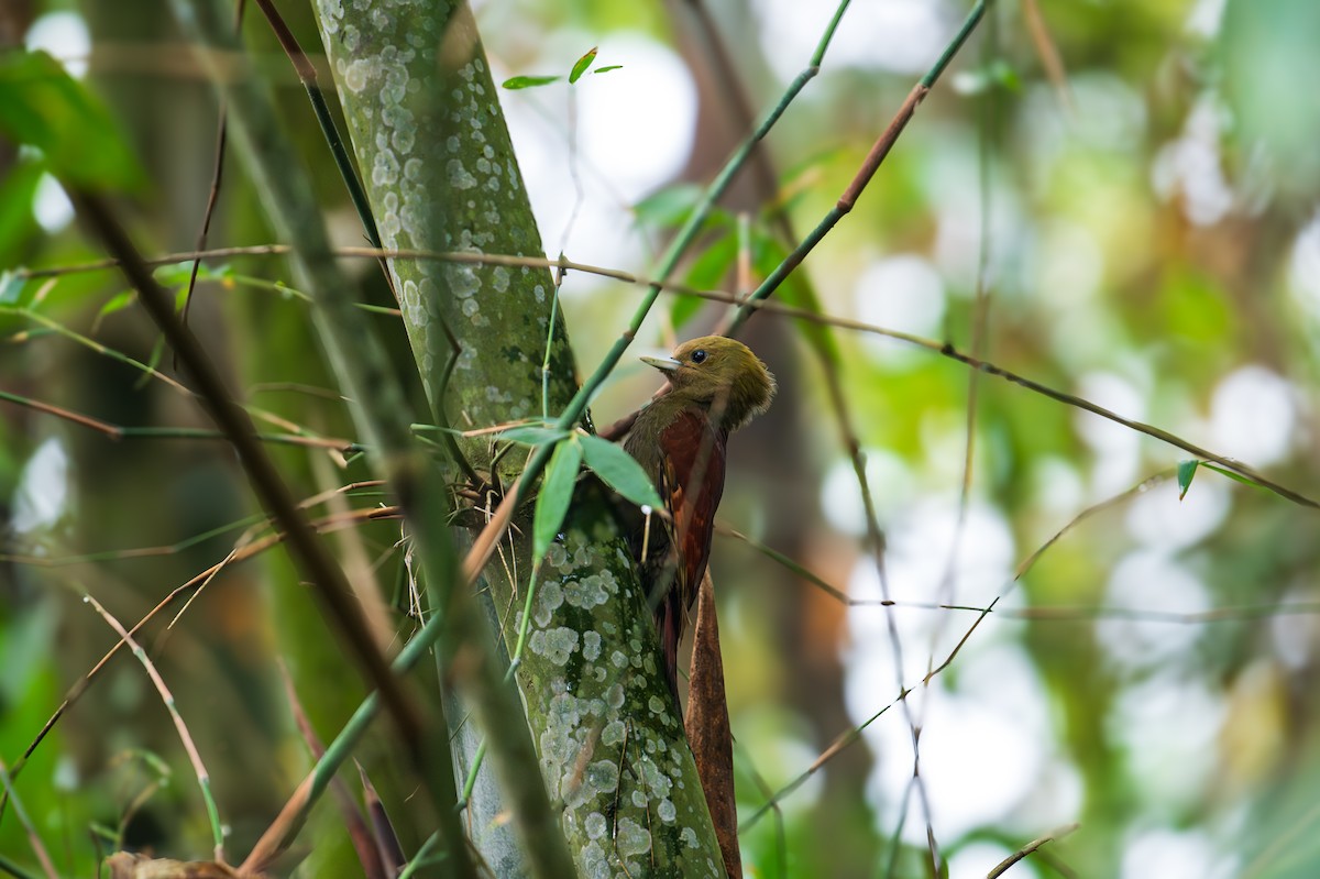 Kızıl Sırtlı Bambu Ağaçkakanı - ML616804001