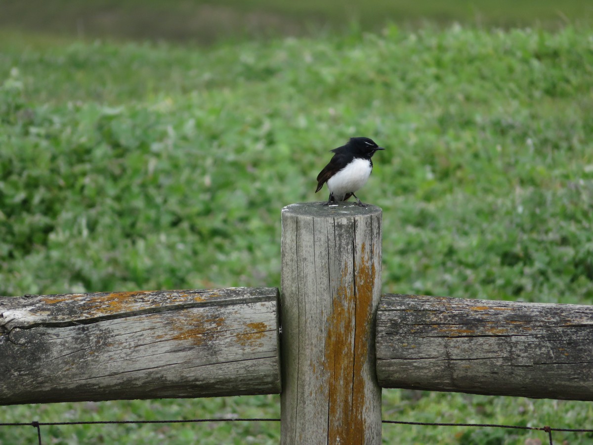 Willie-wagtail - ML616804066