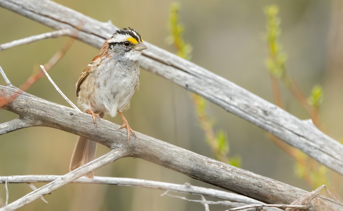 White-throated Sparrow - ML616804095