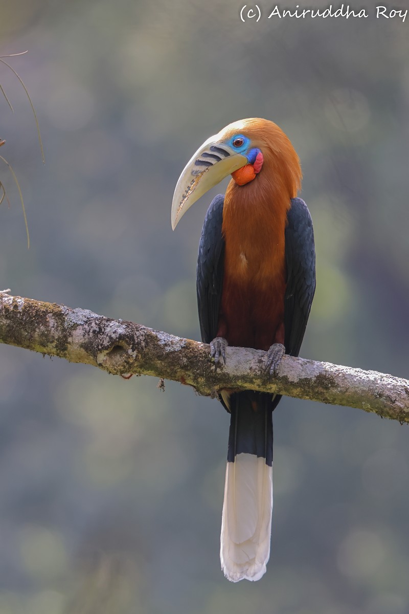 Rufous-necked Hornbill - Aniruddha  Roy