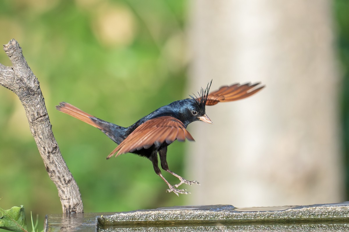 Crested Bunting - ML616804259