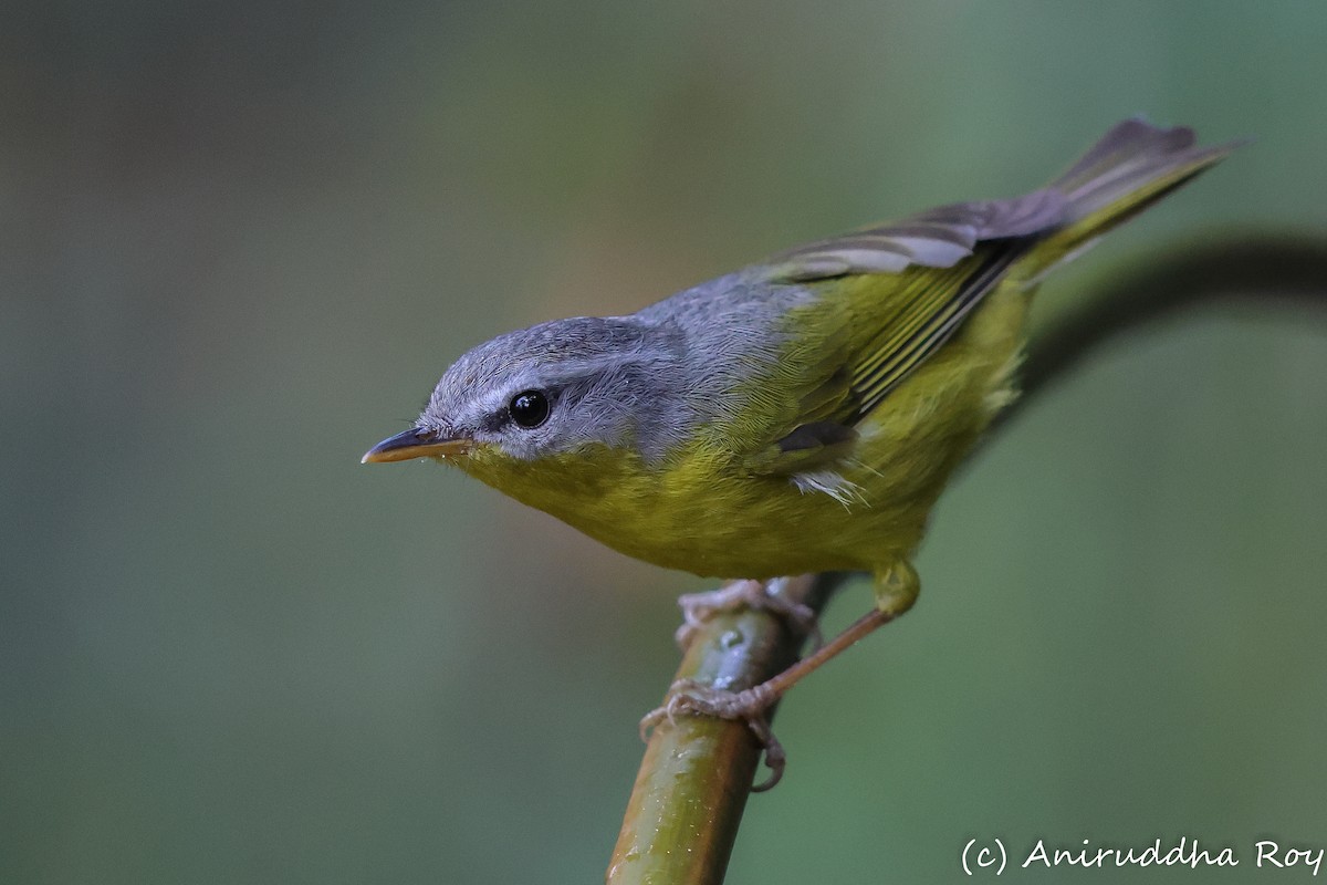 Gray-hooded Warbler - Aniruddha  Roy
