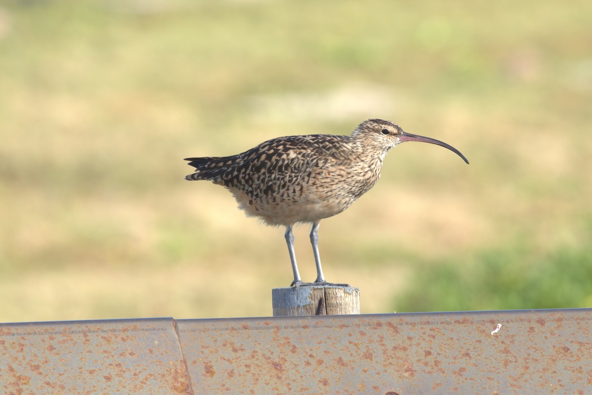 Bristle-thighed Curlew - ML616804390