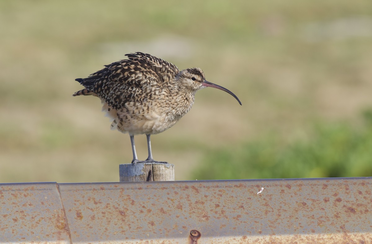 Bristle-thighed Curlew - ML616804430