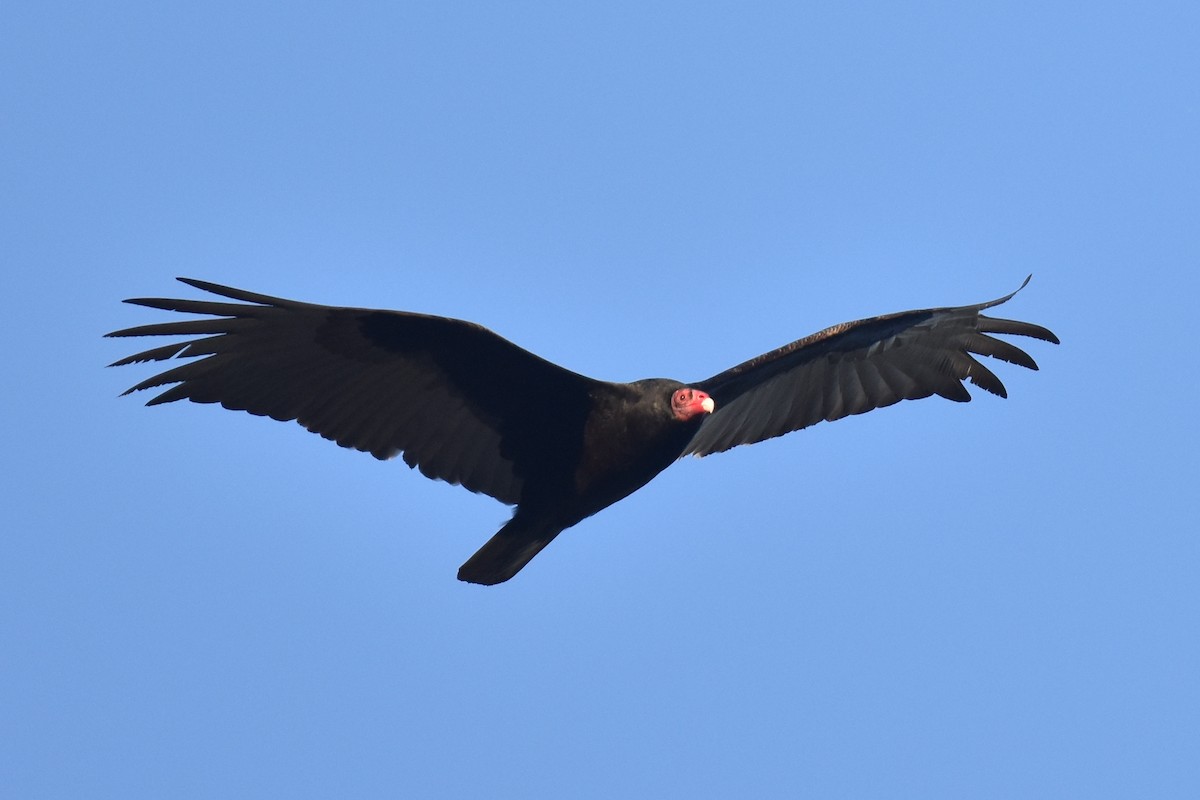 Turkey Vulture - ML616804523