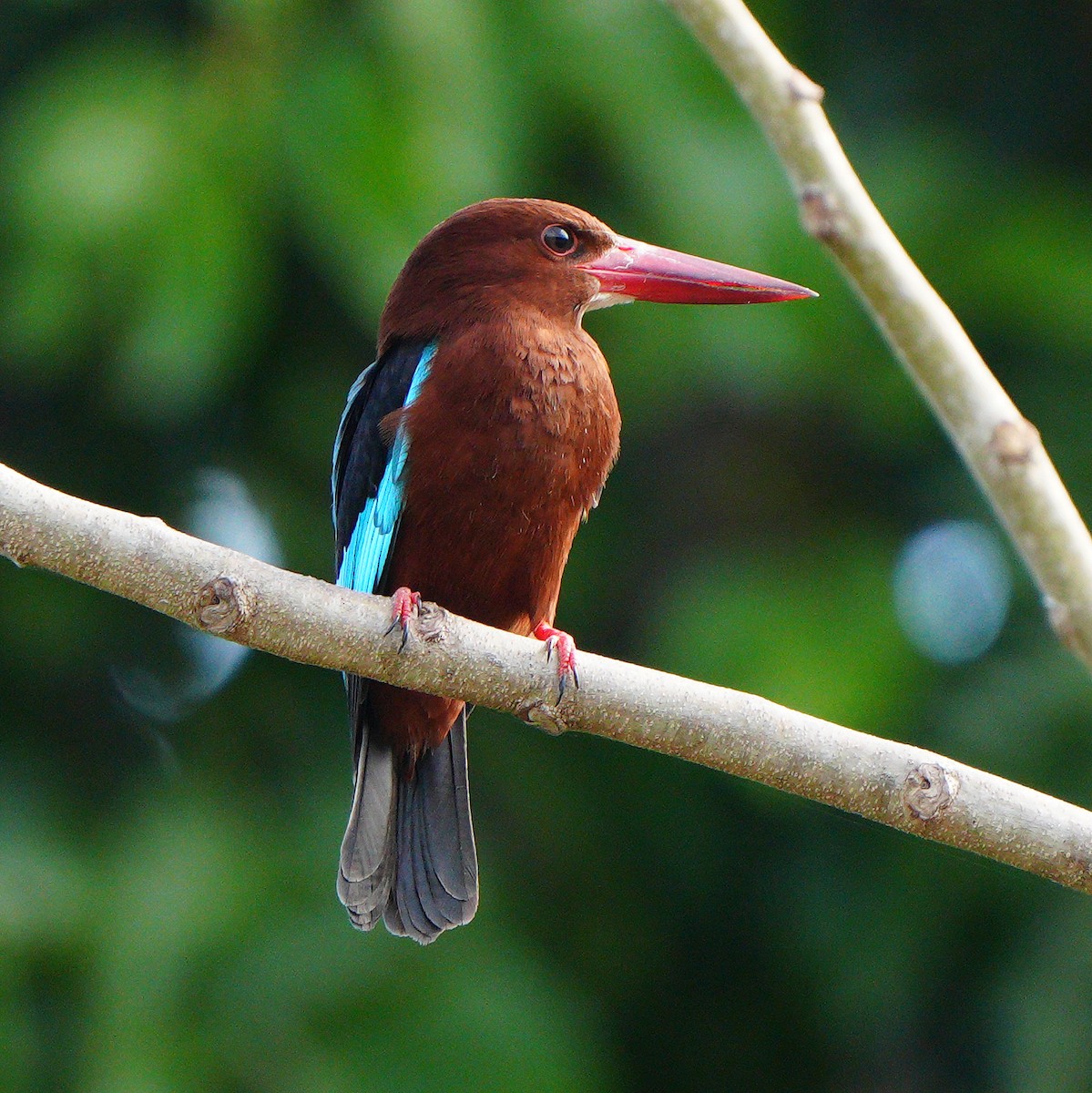 Brown-breasted Kingfisher - Roberto Yniguez