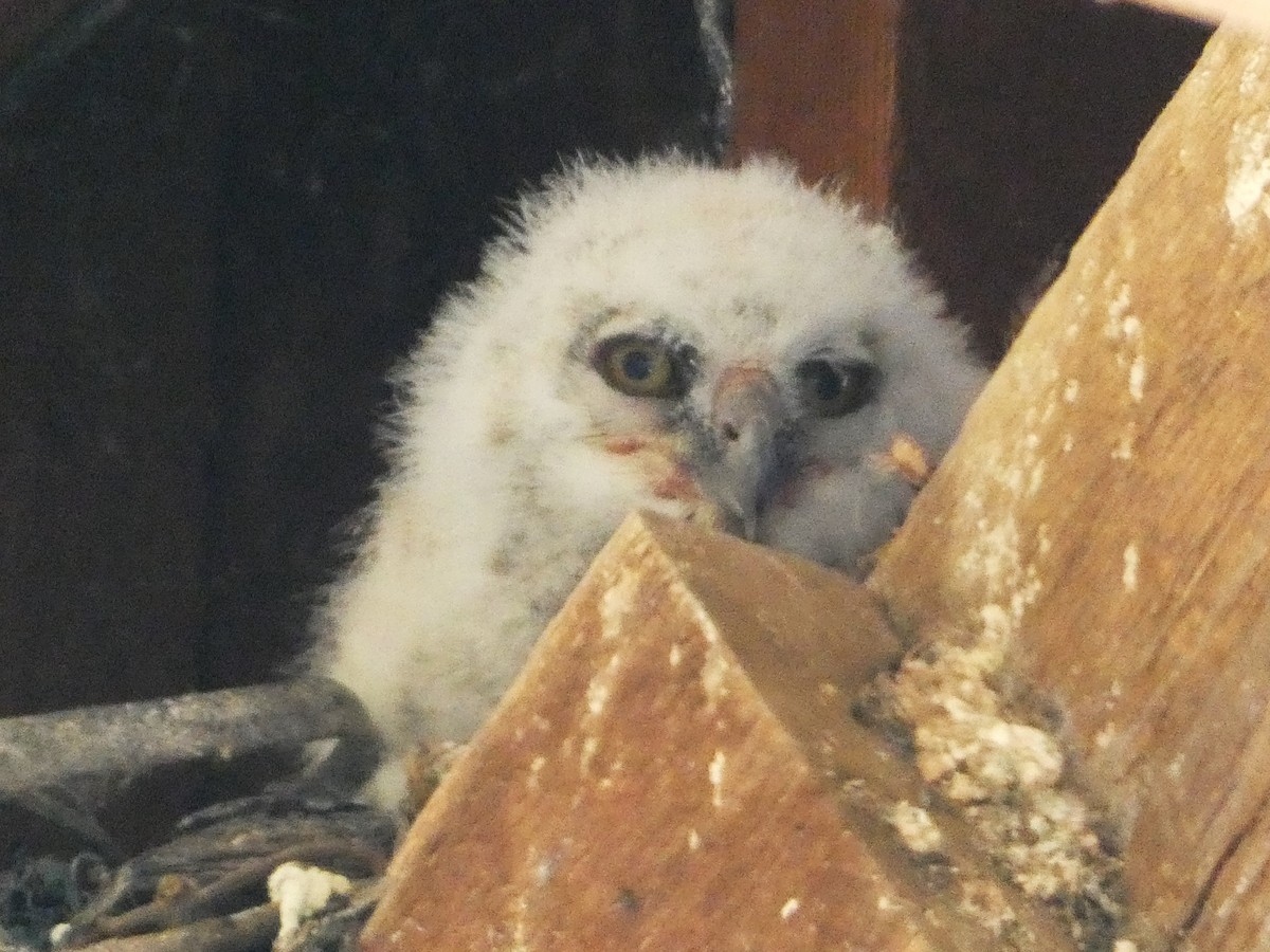 Great Horned Owl - ML616804799