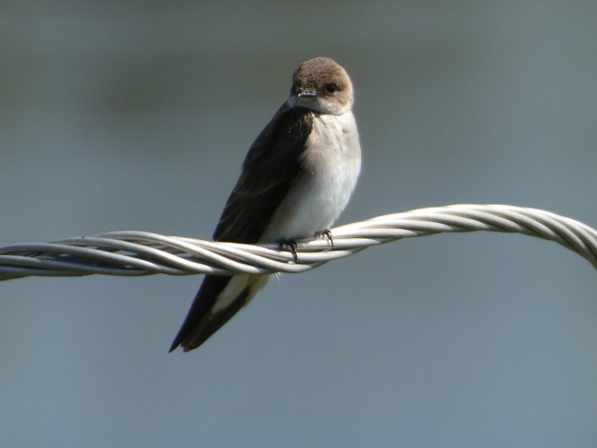 Northern Rough-winged Swallow - ML616804871