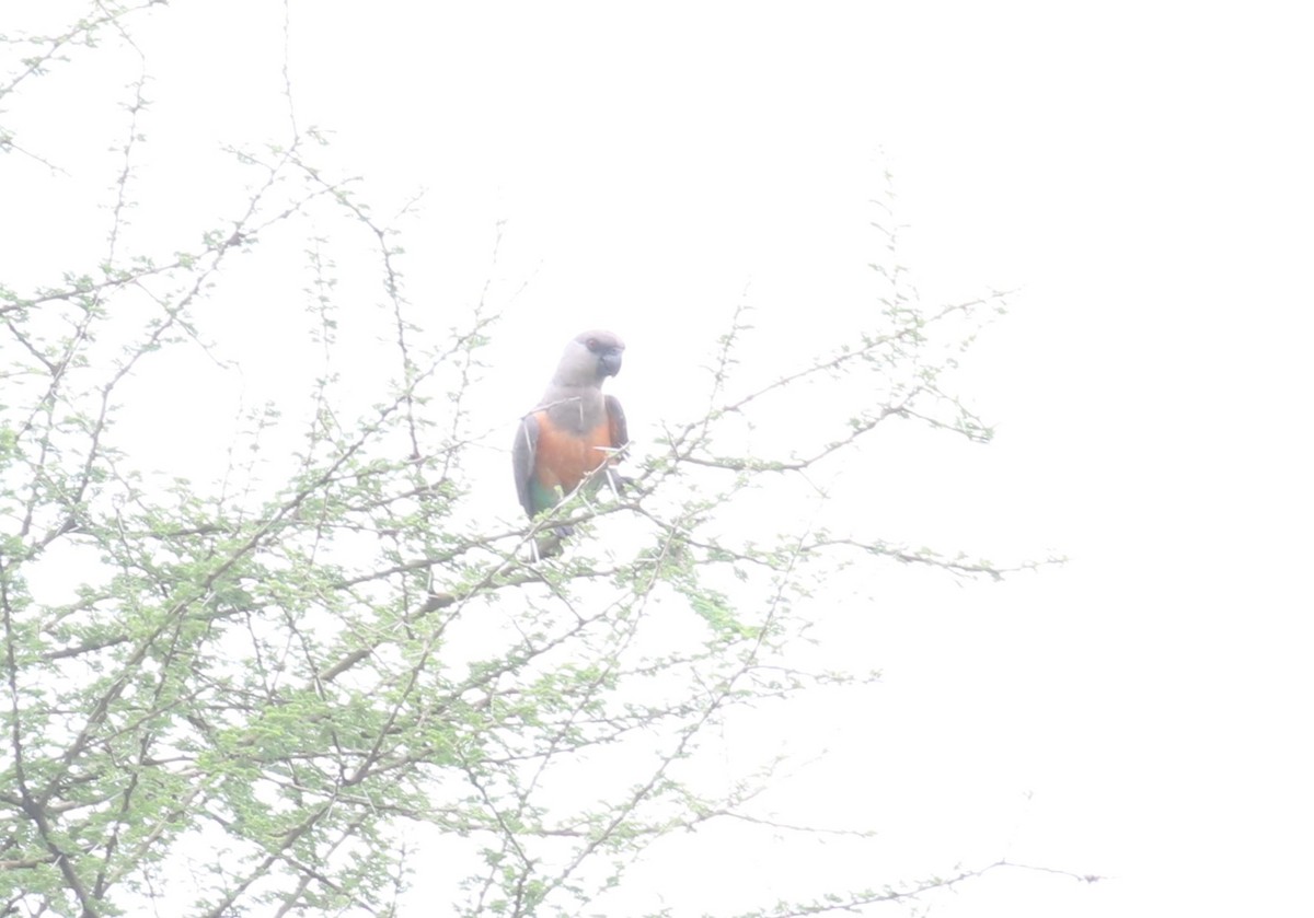 Kırmızı Karınlı Senegal Papağanı - ML616804933