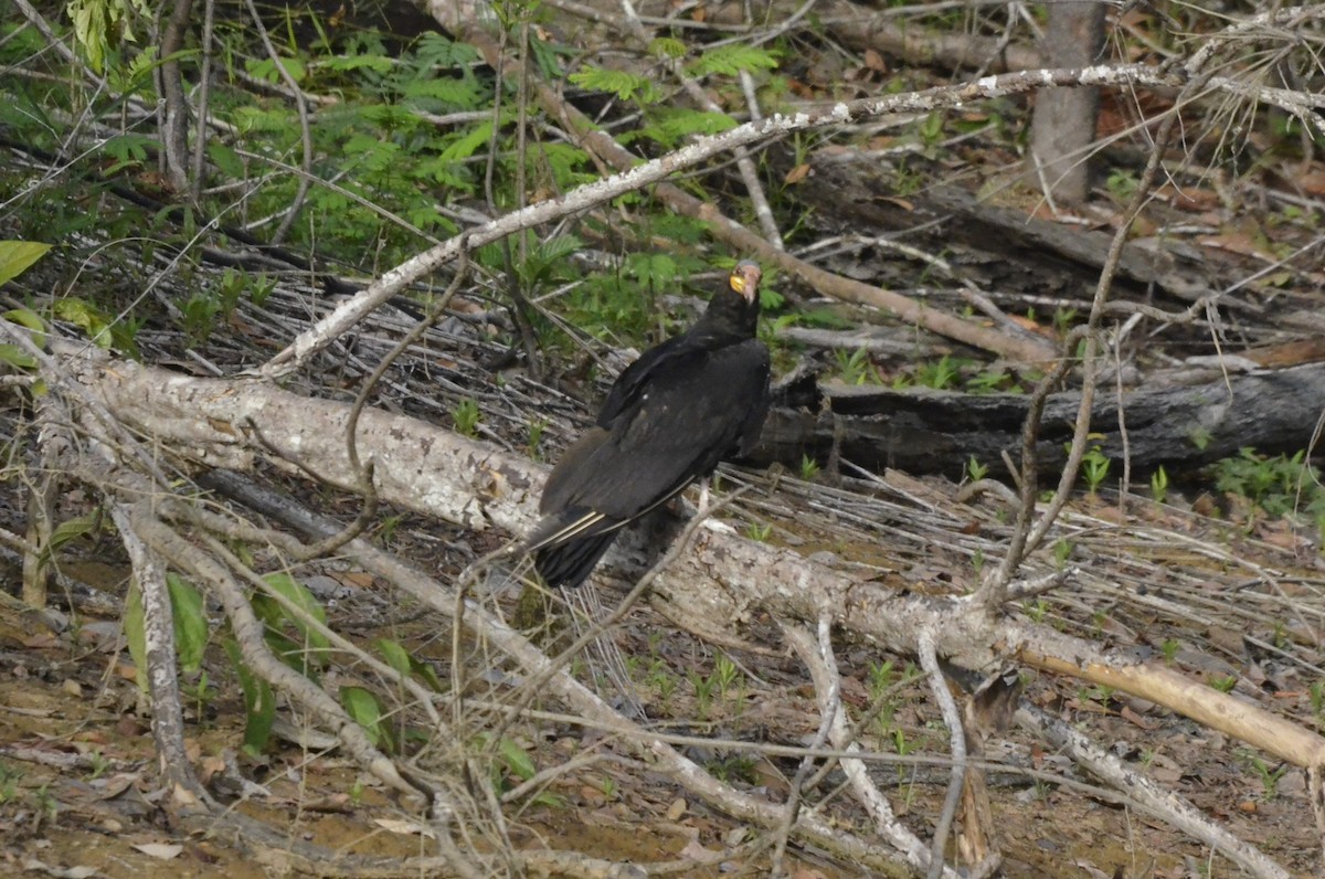 Greater Yellow-headed Vulture - ML616805101