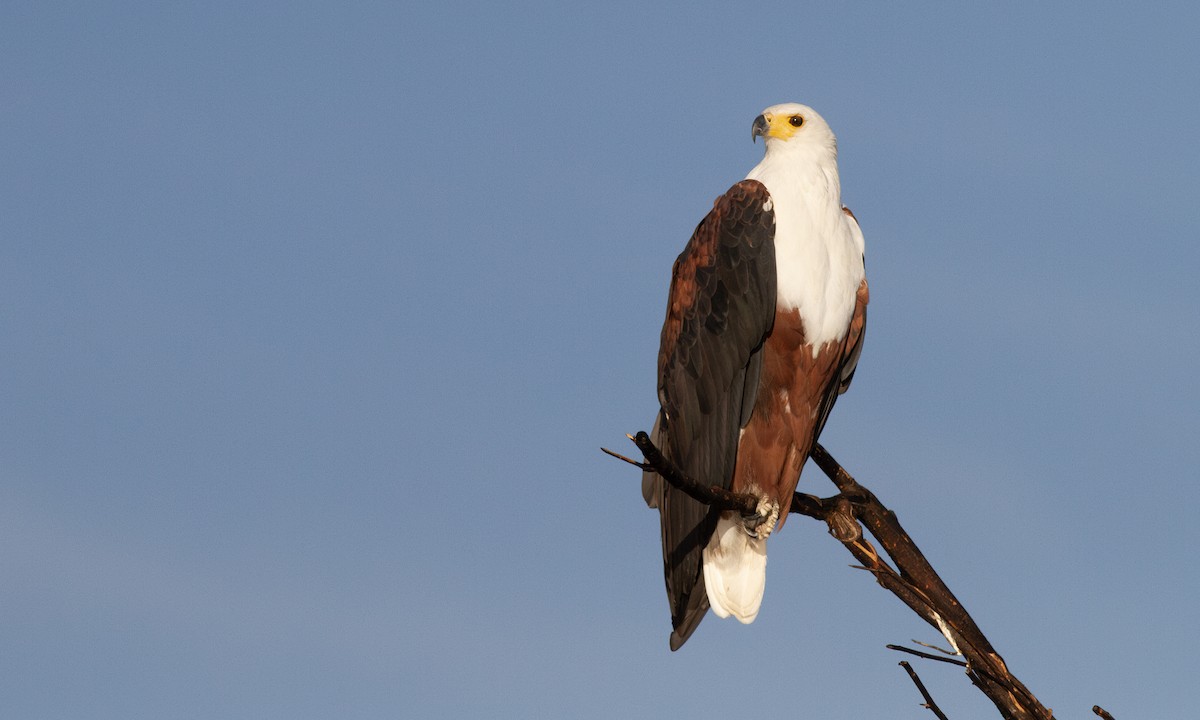 African Fish-Eagle - ML616805114