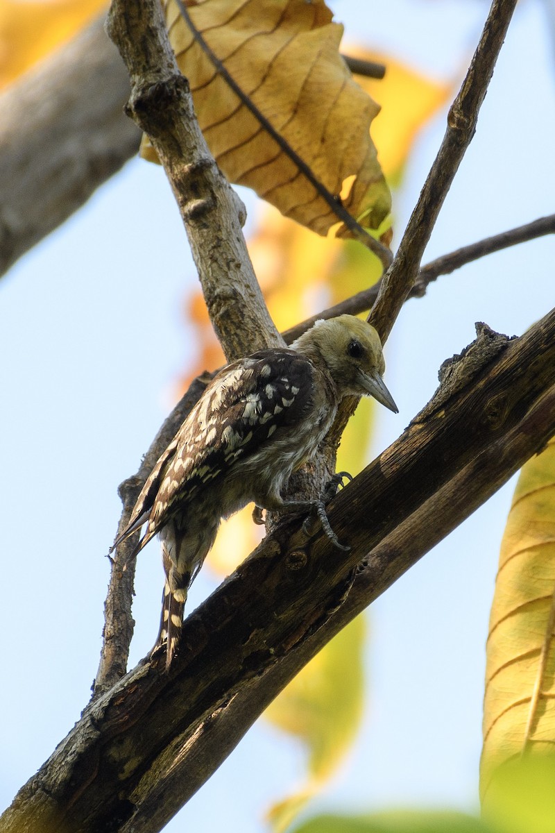 Yellow-crowned Woodpecker - ML616805192