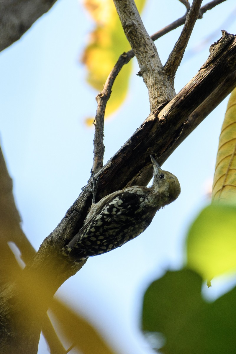 Yellow-crowned Woodpecker - ML616805193