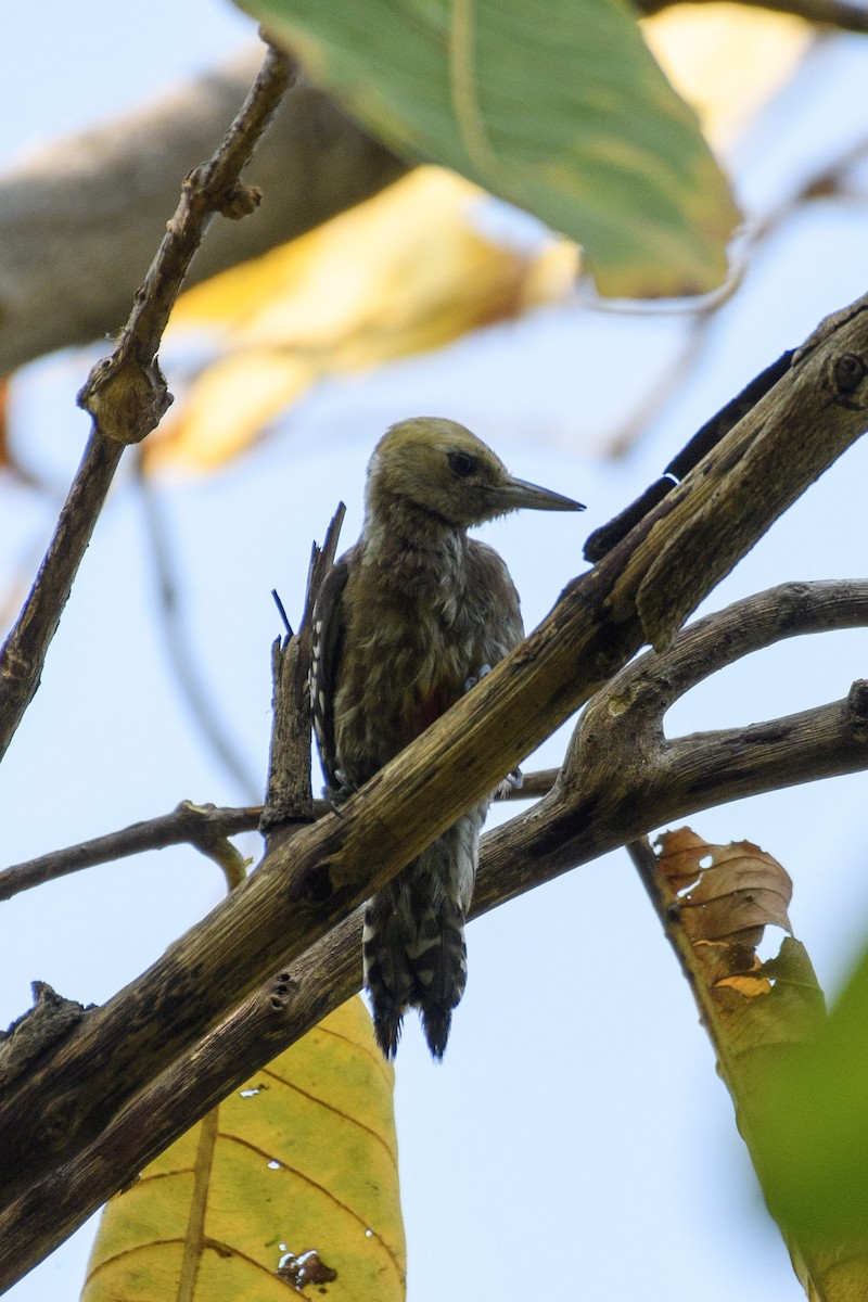 Yellow-crowned Woodpecker - ML616805194
