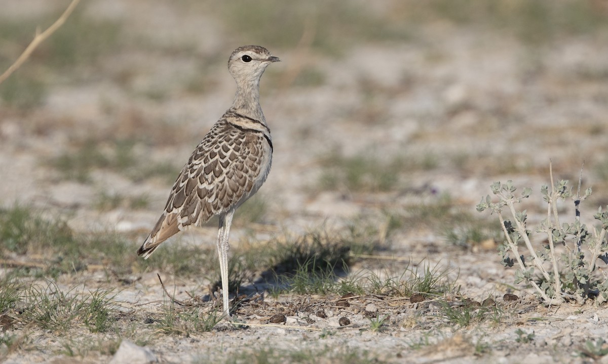 Double-banded Courser - ML616805222