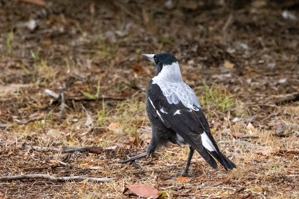 Australian Magpie (White-backed) - ML616805258