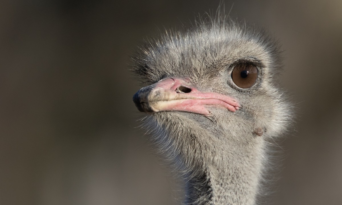 Common Ostrich - Zak Pohlen