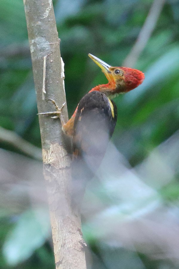 Orange-backed Woodpecker - ML616805341