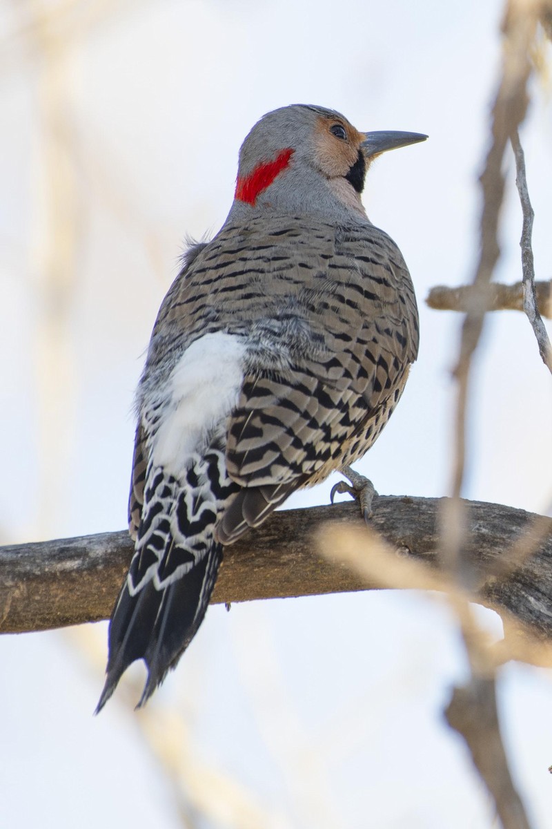 Northern Flicker (Yellow-shafted) - ML616805367