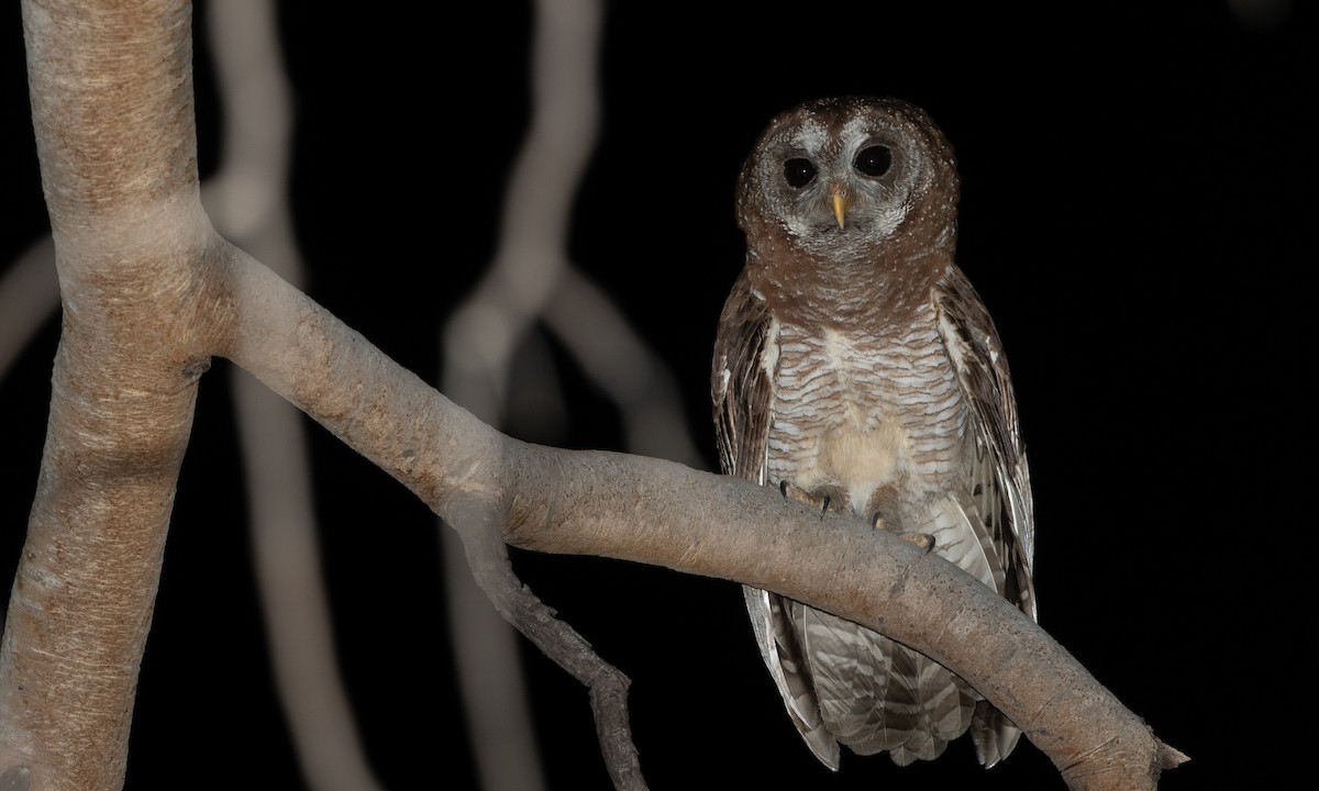 African Wood-Owl - Zak Pohlen