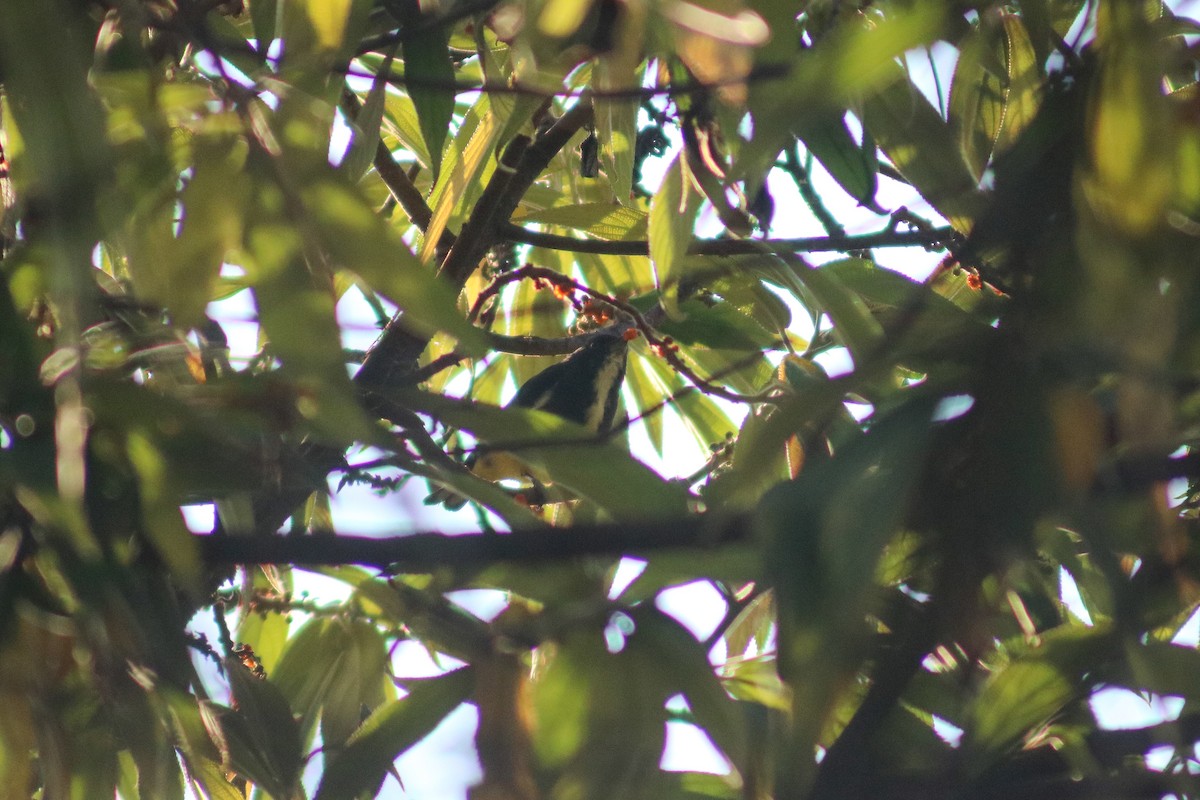 Yellow-bellied Flowerpecker - Supot Surapaetang