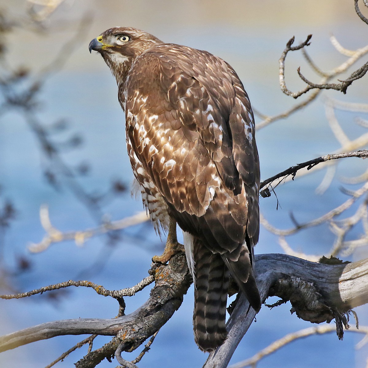 Red-tailed Hawk (calurus/alascensis) - ML616805639