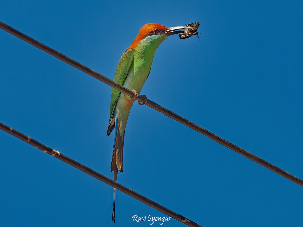 Rufous-crowned Bee-eater - ML616805789