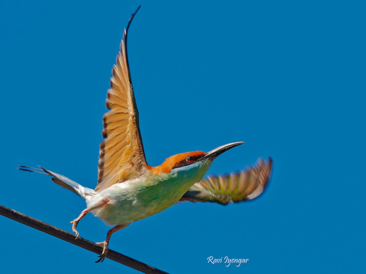 Rufous-crowned Bee-eater - ML616805790