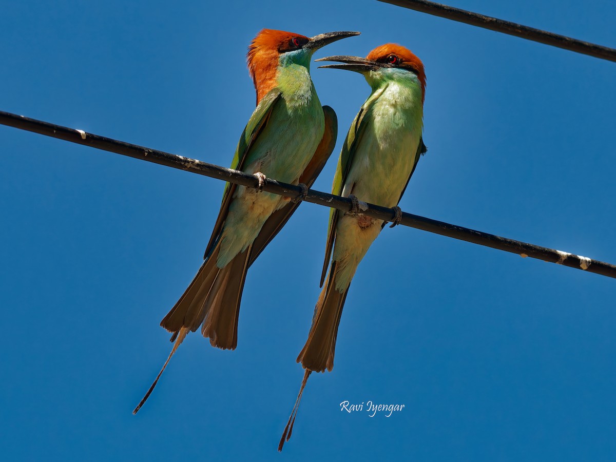 Rufous-crowned Bee-eater - ML616805791