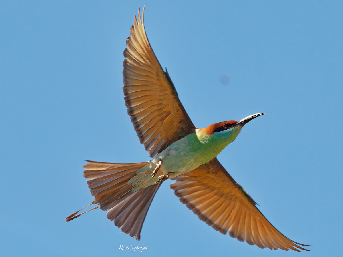 Rufous-crowned Bee-eater - Ravi Iyengar