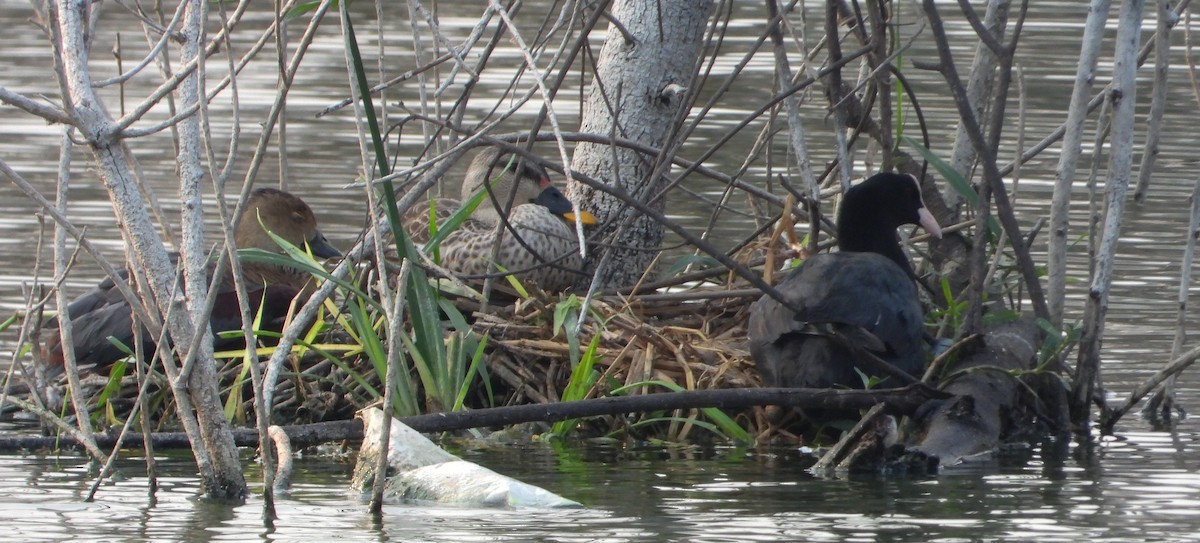Indian Spot-billed Duck - ML616805808