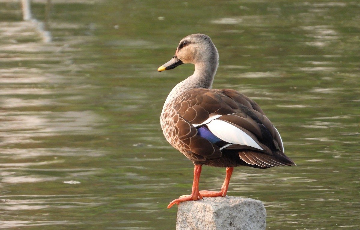 Indian Spot-billed Duck - ML616805809