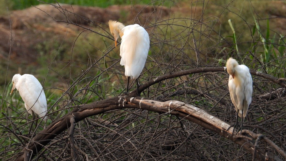 Eastern Cattle Egret - tina shangloo