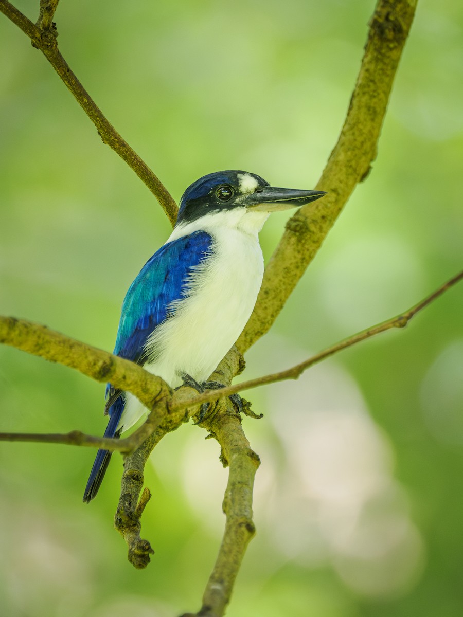 Forest Kingfisher - ML616806054