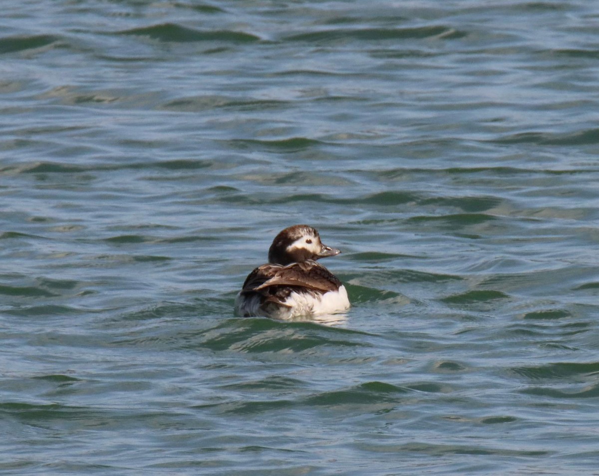 Long-tailed Duck - ML616806123