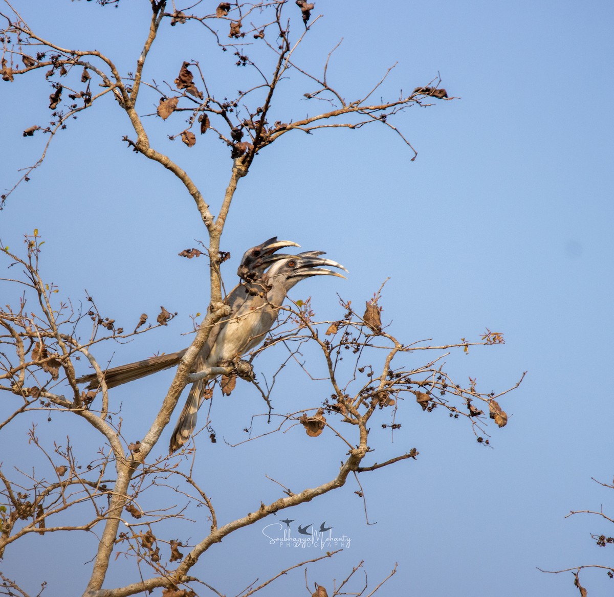 Indian Gray Hornbill - ML616806136