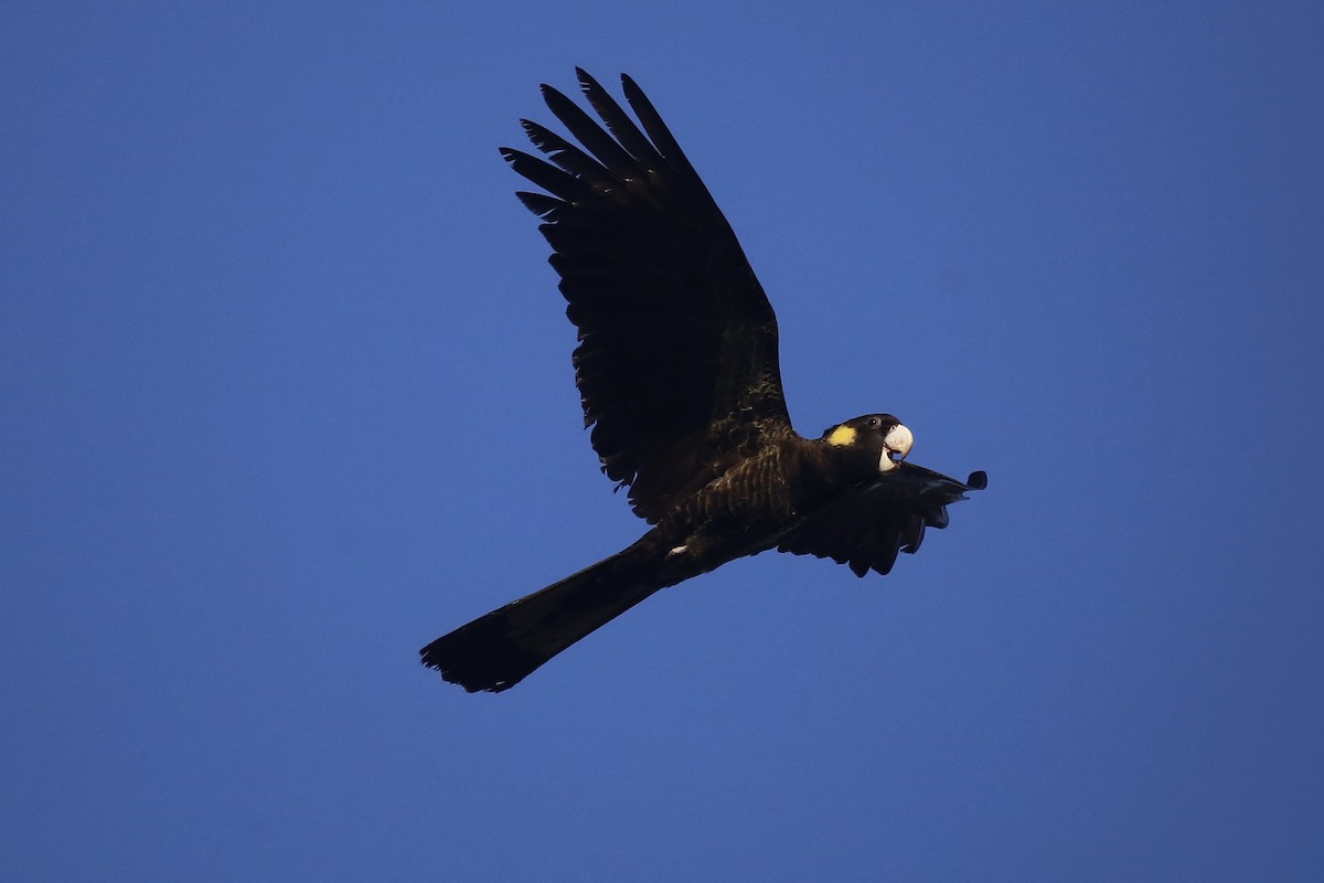 eBird Australia Checklist - 2 Apr 2024 - Werakata State Conservation ...