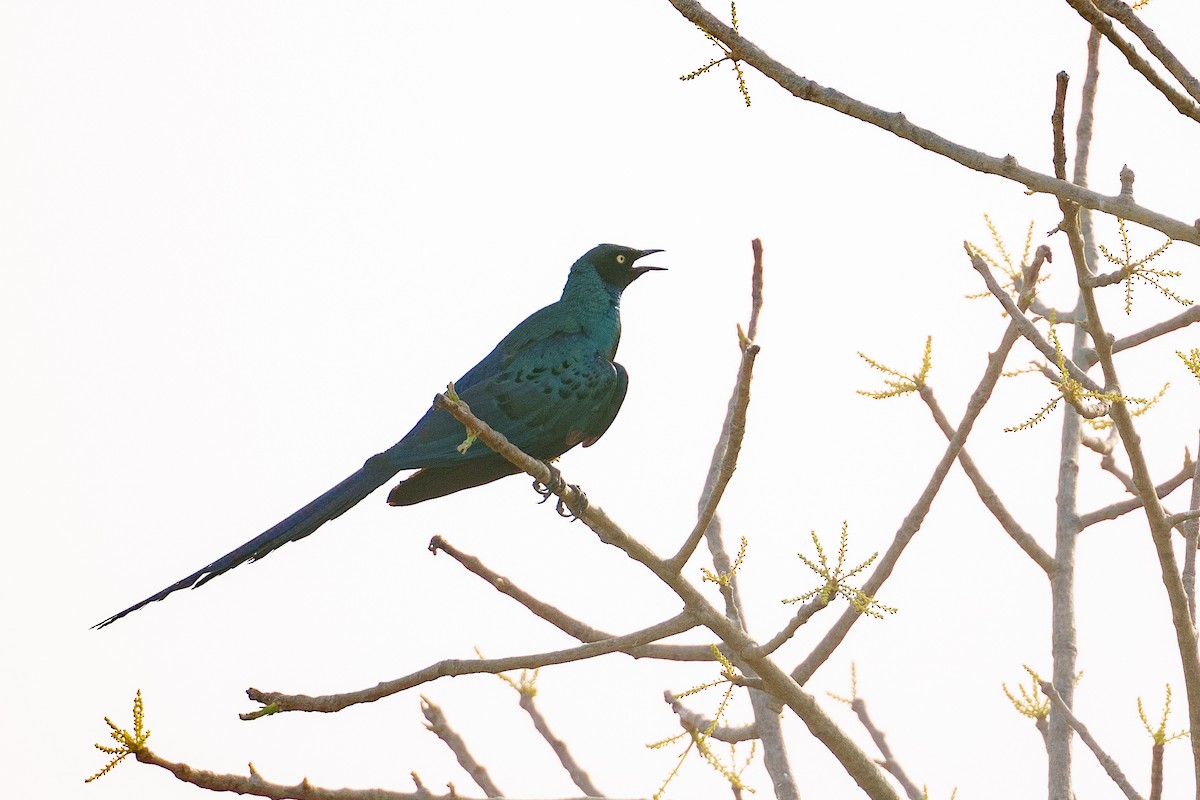 Long-tailed Glossy Starling - ML616806189