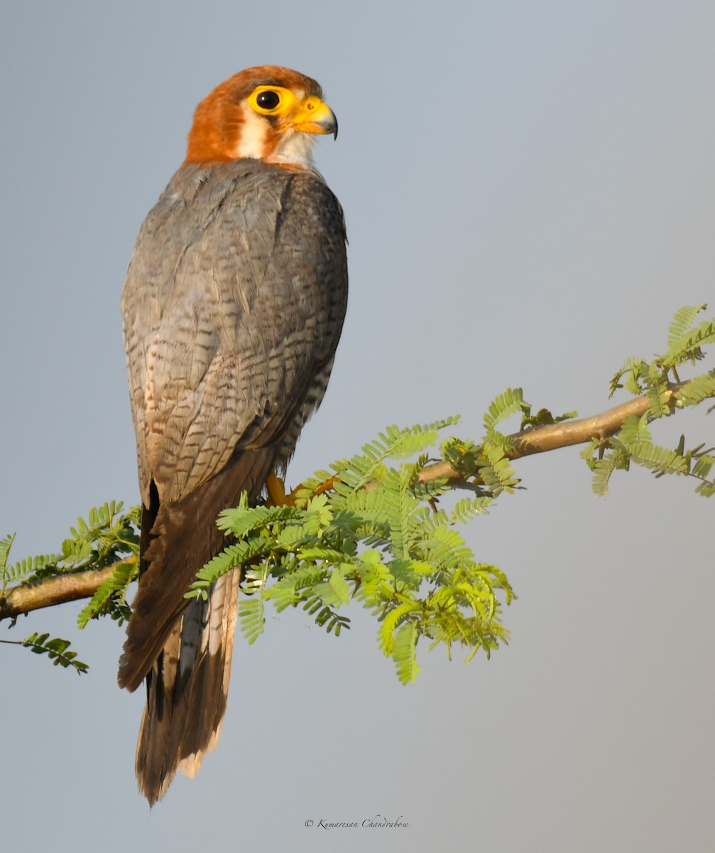 Red-necked Falcon - Kumaresan Chandrabose