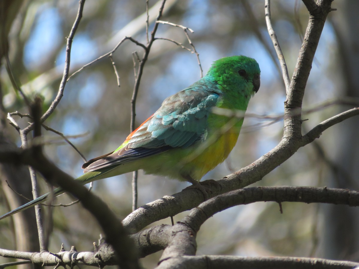 Red-rumped Parrot - ML616806239
