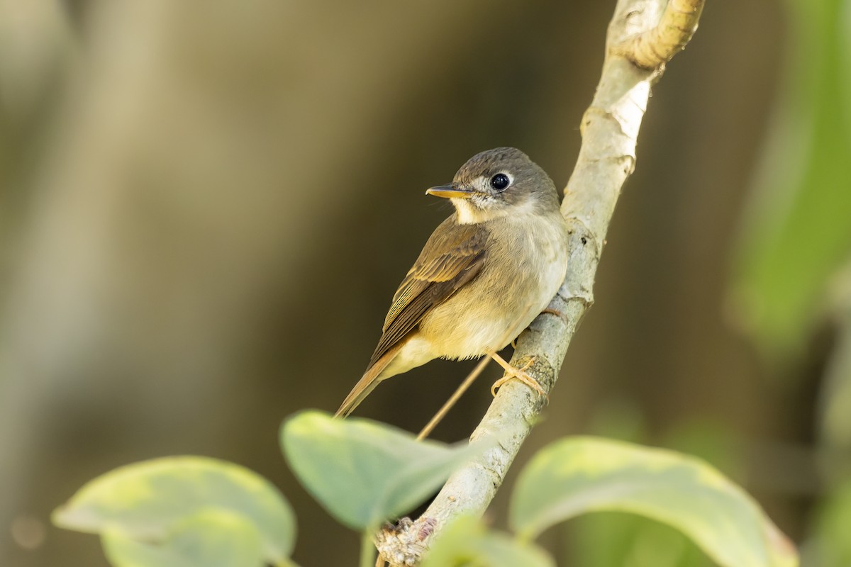 Brown-breasted Flycatcher - ML616806240