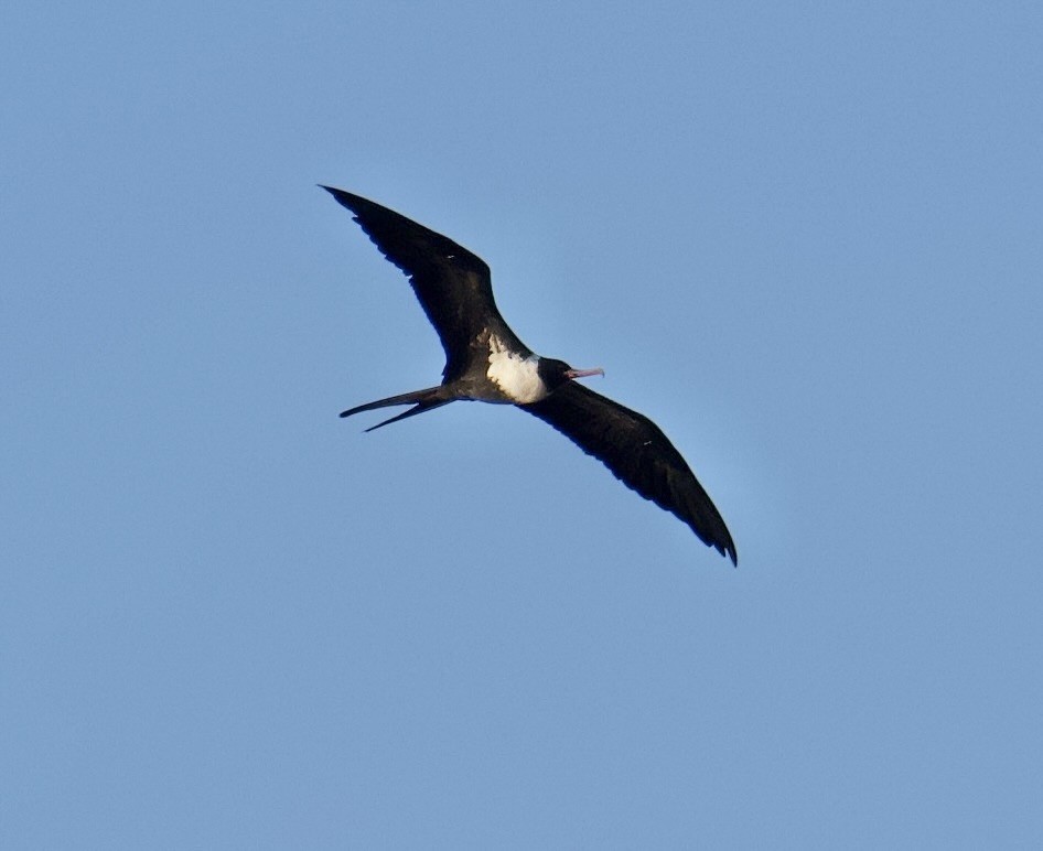 Lesser Frigatebird - ML616806244